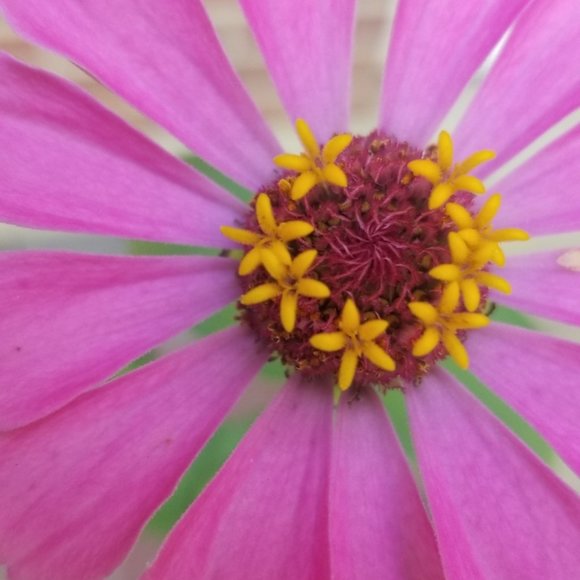 Meet your Posher, Lorie - Picture 7 of 12